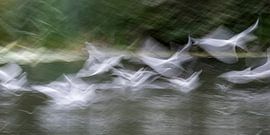 Flug der Lachmöwen von Guido Rooseleer