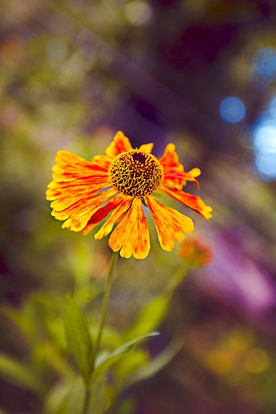 Flower 2013 by Jolien Somers