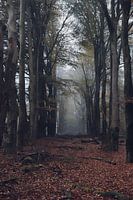 Mysterious dark autumn forest