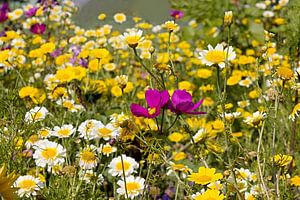 Akkerbloemen bloemen