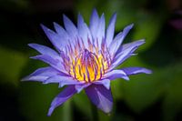 Water lily