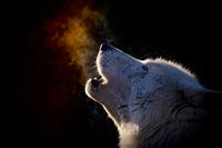 Hour of the Wolf