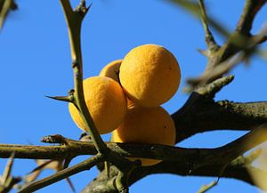 Dreiblättrige Bitterorange