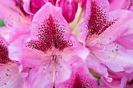 Roze rododendron von Wim Stolwerk Miniaturansicht