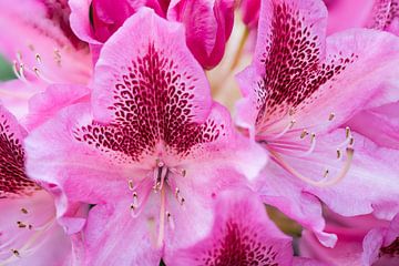 Pink rhododendron by Wim Stolwerk