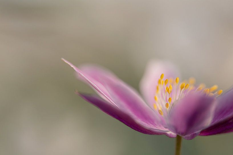 Uitsnede van paarse bosanemoon, foto 9 van Caroline van der Vecht