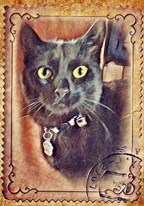 Main Coon Cat "Minya