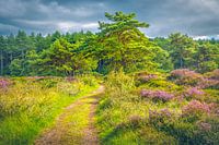 Schoorlse Duinen national park