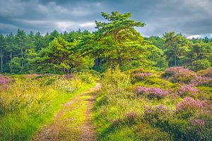 Schoorlse Duinen national park van Alessia Peviani