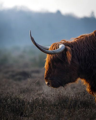 Schottischer Highlander bei Sonnenaufgang