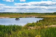 Bathing horses in the swamp by Werner Lerooy thumbnail