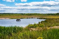 Badende paarden in het moeras