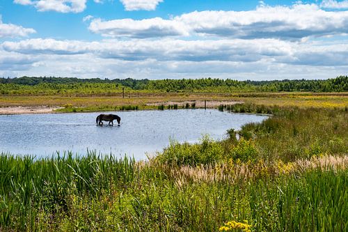 Bain des chevaux dans le marais
