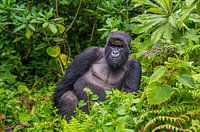 Male Mountain Gorilla: the Silverback
