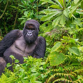 Male Mountain Gorilla: the Silverback by Corno van den Berg