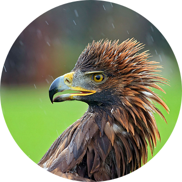 golden eagle in de regen van gea strucks