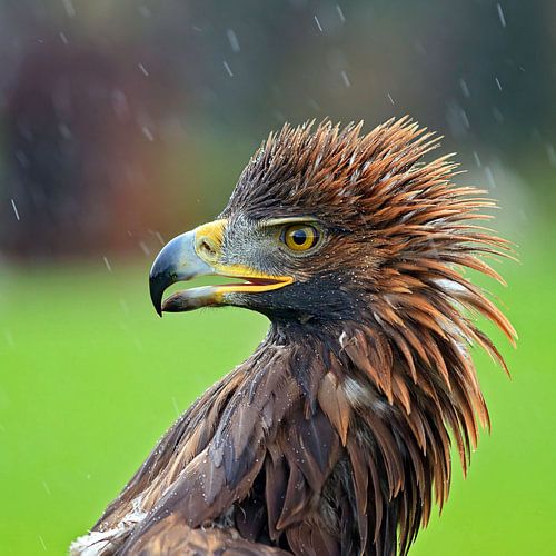 golden eagle in de regen
