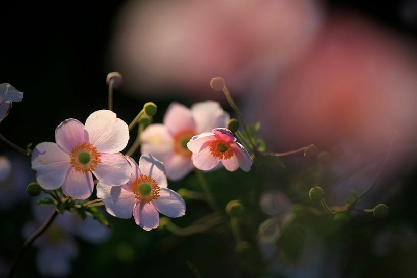 Anemone an einem Sommerabend von Thomas Jäger