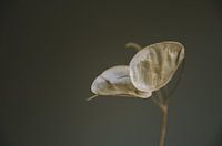 Droogbloemen, judaspenning. Minimalistisch beeld