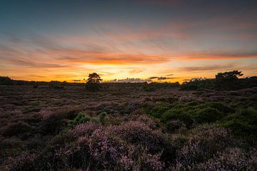 Coucher de soleil Dwingelderveld - 2 sur Arjan Bijleveld