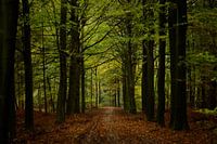 Herbstwald
