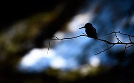 Kingfisher by Andy van der Steen - Fotografie
