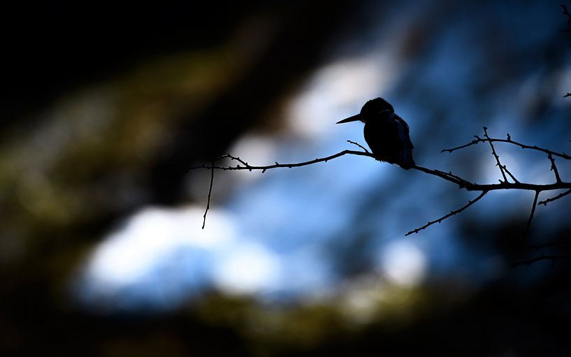 Kingfisher by Andy van der Steen - Fotografie