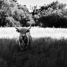 Schotse Hooglanders in het natuurreservaat Bünde - trots in stilte van Momentaufnahme | Marius Ahlers