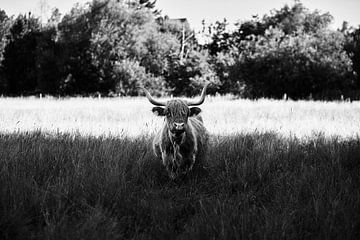 Schotse Hooglanders in het natuurreservaat Bünde - trots in stilte