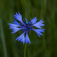 Biest auf Blume