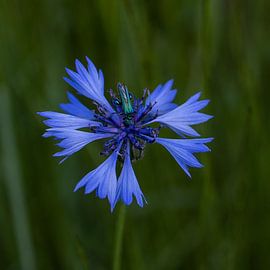 Beast on flower by Fenneke Visscher