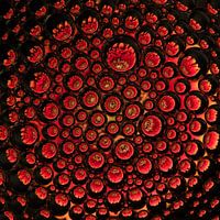 red gerbera in drops