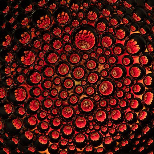 gerbera rouge en gouttes sur Marjolijn van den Berg