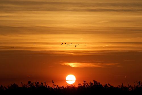 sundown with birds