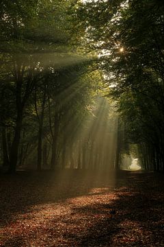 Sonnenharfe über Allee im Herbstwald von FotoBob