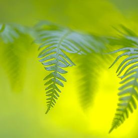 Feuilles botaniques au coucher du soleil sur Caroline Drijber