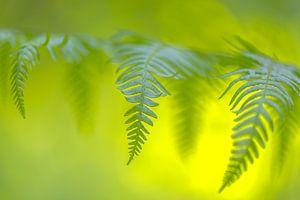 Botanische Blätter bei Sonnenuntergang