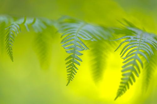 Varenblad in ochtendzon