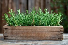 Rosemary plant by Poster Art Shop