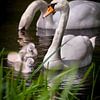 A small family of swans by Pascal Raymond Dorland