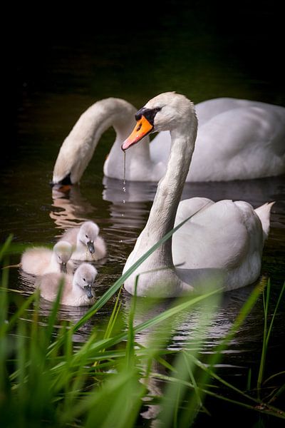 Eine kleine Familie Schwäne von Pascal Raymond Dorland