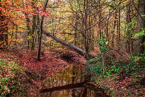 Couleurs d'automne dans la nature, Twente aux Pays-Bas
