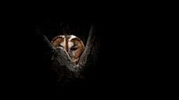 De Ogen van het Bos: Een Mysterieuze Bosuil van Alex Pansier thumbnail