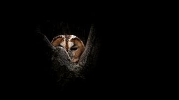 The Eyes of the Forest: A Mysterious Tawny Owl by Alex Pansier