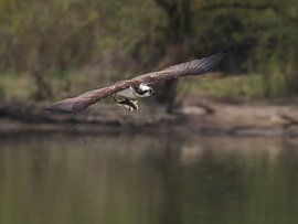 Fischadler mit Fisch im Biesbosch von Laurens de Waard
