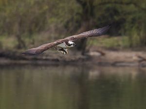 Un balbuzard pêcheur avec un poisson dans le Biesbosch