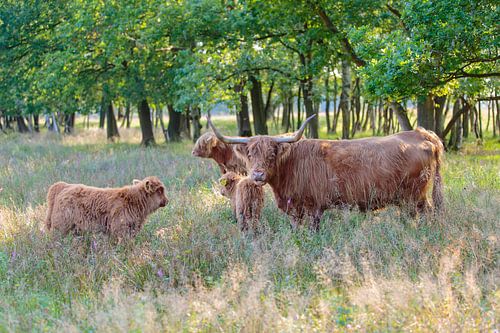 Schotse Hooglander koe met kalveren