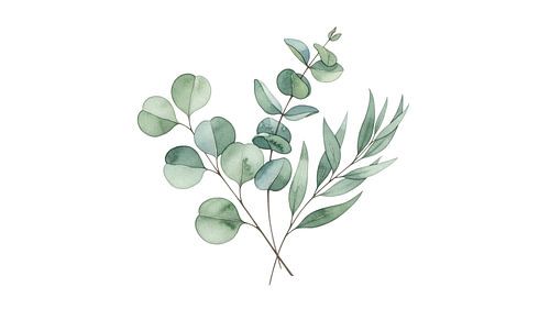 Zilveren dollar eucalyptus: Minimalistische aquarel botanische tak