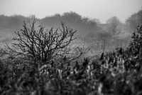 Shrub