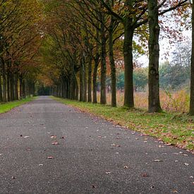 Bomen tunnel naar de toekomst. van Berend Kok